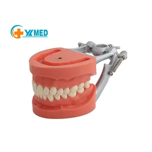 Model Sains Pengajaran Medis Standar Gigi 28/32 Model Sekrup Dalam Gigi dengan Kedokteran Gigi Lepas Pasang
