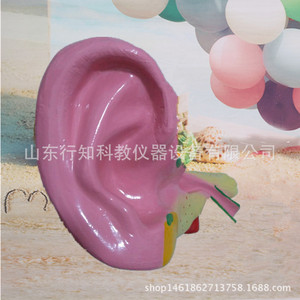 Modèle d'agrandissement de l'anatomie de l'oreille 33212, équipement pour expériences biologiques, fabricant de modèles, produit et vend des modèles - Product Image 3