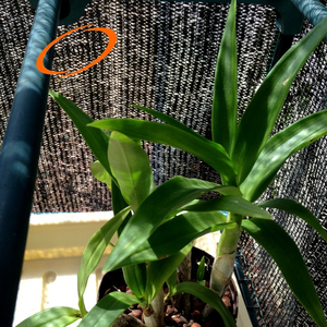 Filet <span class=keywords><strong>d</strong></span>'<span class=keywords><strong>ombrage</strong></span> noir coréen Orchid 60% soleil (1 arbre 100x2m) - Product Image 1