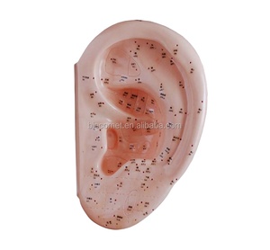 <span class=keywords><strong>Model</strong></span> telinga akupunktur 40CM, <span class=keywords><strong>Model</strong></span> telinga untuk latihan akupunktur, BC1126-08D - Product Image 1