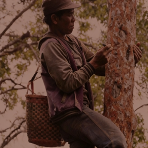 Modificateur balsamique haute performance au caractère résineux sucré pour une stabilité olfactive longue durée - Product Image 1