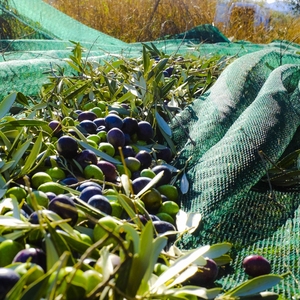 Filet de cueillette <span class=keywords><strong>d</strong></span>'olives 85 g/m² 6m*100m 100% HDPE pour la récolte des fruits <span class=keywords><strong>d</strong></span>'olives, filet de collecte agricole - Product Image 2
