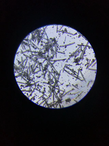 最高品質 99% 機能性成分 スポンジラ スピキュール 植物性パウダー 野生栽培 ハーブエキス 美白用ボディスクラブ - Product Image 5