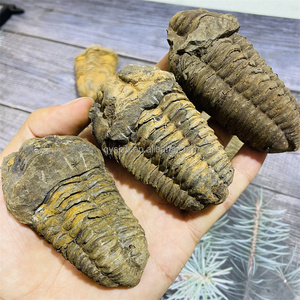 Trilobita <span class=keywords><strong>de</strong></span> Gran Tamaño <span class=keywords><strong>de</strong></span> <span class=keywords><strong>Marruecos</strong></span>, Trilobita Calymenida Enrollada, Fósil <span class=keywords><strong>de</strong></span> Flexicalymene, Espécimen para Colección y Decoración del Hogar - Product Image 4