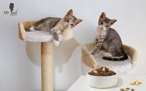 Nutritivo orgánico de alta proteína pechuga de pollo gatito comida seca para gatos con soporte para la salud digestiva - Product Image 4