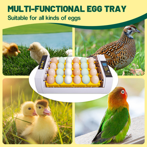 WONEGG <span class=keywords><strong>Couveuse</strong></span> Smart <span class=keywords><strong>Mini</strong></span> <span class=keywords><strong>24</strong></span> Oeufs Marqué CE Entièrement Automatique pour Poulet Perroquet - Product Image 5