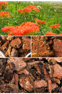 Оптовая продажа, <span class=keywords><strong>Rhodiola</strong></span> <span class=keywords><strong>Rosea</strong></span>, сушеные травы Hong Jing Tian <span class=keywords><strong>rhodiola</strong></span> <span class=keywords><strong>rosea</strong></span> корень - Product Image 4