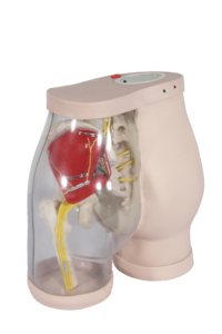 Fesses du modèle K pour l'<span class=keywords><strong>injection</strong></span> <span class=keywords><strong>intramusculaire</strong></span> fessière et comparaison - Product Image 6