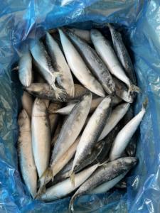 Maquereau du Pacifique surgelé durable, maquereau surgelé en gros, surgelé 150-250g pour les importateurs d'appâts <span class=keywords><strong>de</strong></span> pêche en Afrique - Product Image 1