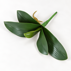 Hoja de Orquídea Verde Intenso de Plástico Impermeable Petefloral de Vietnam con Acabado Liso, Estilo Clásico, Reutilizable y Reciclable - Product Image 1