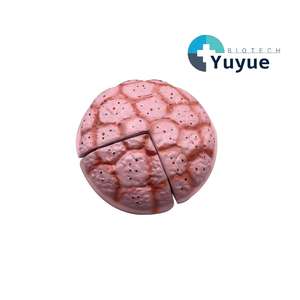 แบบจำลองกายวิภาคของรกมนุษย์และสายสะดือ - เครื่องมือการศึกษาด้านสูติศาสตร์ - Product Image 1