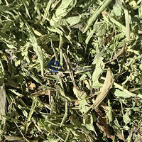 Séchoir à bande maillée continu pour plantes, machine de séchage à bande maillée pour avoine et herbes, séchoir à bande maillée pour plantes de stévia