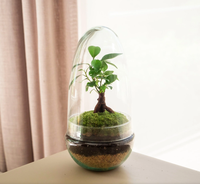 Terrarium en verre borosilicate transparent pour bonsaï, bouteille en verre à dôme en deux parties, kit de jardinage DIY, soufflé à la main, 100% fait main, écologique