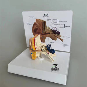 Modelo Anatómico de Oído Humano para Ciencias Médicas, Modelo de Oído Humano Ampliado - Product Image 2