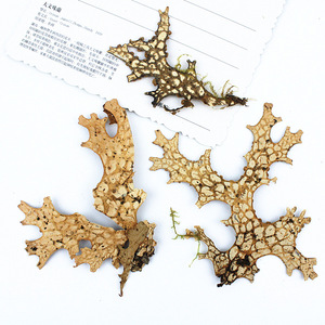 Feuilles de puceau d'Inde (Lungwort) pressées et séchées, naturelles, pour l'art de la résine, le nail art, le scrapbooking, les marque-pages et les créations artisanales - Product Image 6