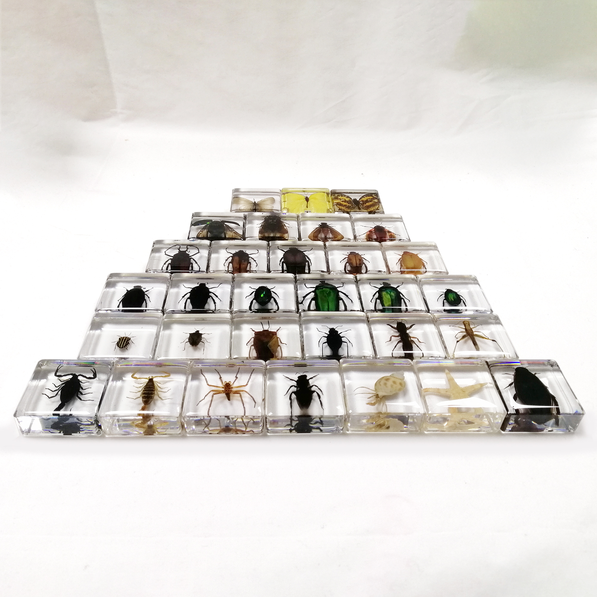 Zmeidao 12 Pcs Insect Resin Specimen, Collection Resin Animal Taxidermy Paperweights Kit Science Education Classroom Specimen With Magnifying Glass For Kids Children's Day Gift