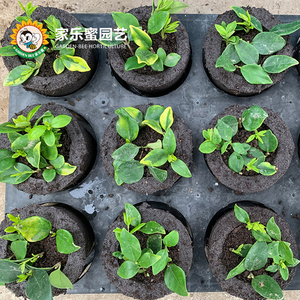Vườn ong ngắn <span class=keywords><strong>Coco</strong></span> phát triển khối nhà kính làm vườn soilless trồng trọt nén trồng chậu hoa bọt biển trồng cup - Product Image 1