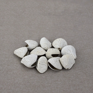 Wholesale Natural Dried White Fruit Shell Hollow Shell For Handcraft DIY And <b>Wind</b> <b>Chimes</b> - Product Image 4