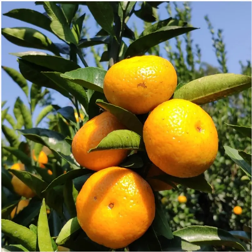 Naranjas mandarinas frescas orgánicas de alta calidad naturales de buen grado baratas naranja fresca jugosa