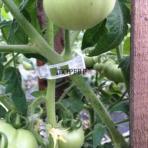 Plastic Plant <b>Support</b> Clips, Greenhouse <b>Tomatoes</b> Plant Clips - Product Image 4
