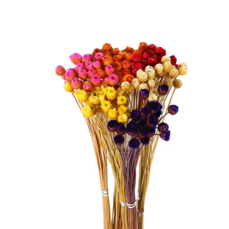 Оптовая продажа сушеных звездных цветов, миниатюрные дикие соломки, цветок, хризантемы, Бразильская Маргаритка, бразильский счастливый цветок