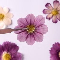 Nouveau produit, vente chaude : Fleurs séchées mélangées pour l'art floral, Cosmos violet pressé, fleurs naturelles séchées, Coreopsis plate