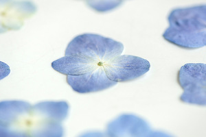 Hydrangea bleu naturel, fournitures pour la création de cartes, bijoux en résine, plante naturelle, fleur pressée véritable, écologique - Product Image 5