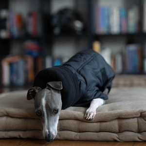 Nuevo <span class=keywords><strong>Abrigo</strong></span> de Invierno para Perros, de Algodón, con Cinturón y Capa, para Whippets, Galgos Italianos y Bellingtons, Cálido y Grueso - Product Image 3