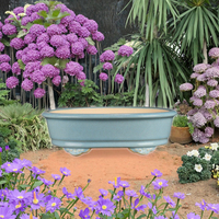 Pots à bonsaï en argile violette de qualité supérieure de 21 cm, design moderne artisanal, céramique écologique, plantes succulentes de jardin, cactus, traditionnel