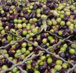 Selezionatrice di colore oliva italia selezionatrice intelligente di colore oliva CCD a colori per la selezione di Olive nere con funzione remota