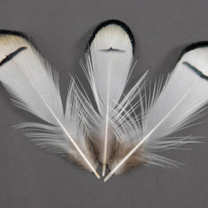 Bán buôn Chất lượng cao 4-8cm màu trắng tự nhiên gà lôi đầu lông lý tưởng cho bay buộc, mũ embellishments - Product Image 3