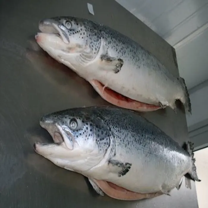 Pescado de salmón al por mayor con cabeza, pescado sin piel, calidad, filete de salmón chum congelado, 2020