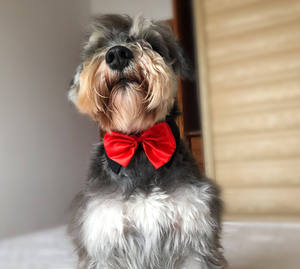 Corbata de Moño para Mascotas, Collar para Gatos de Color Sólido, Lazos para Perros, Accesorios para Perros, Corbata de Moño para Perros - Product Image 3