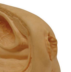 Model Pengajaran Medis Organ Kelamin Perempuan, Model Anatomi Sains Medis Internal dan Eksternal Kualitas Tinggi 21x11x15CM - Product Image 3