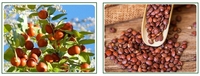 Meilleur Prix Haute Qualité Poudre de Semen Ziziphi Spinosae Extrait Herbal Emballage en Fût/Bouteille Qualité Alimentaire 100% Pur Stéroïde