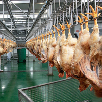 Ligne complète d'abattage de poulets 500-1000BPH, machine d'abattage de volailles pour abattoir et usine de transformation de poulets