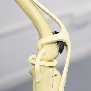 Bluesaoサイズ7プロの獣医膝蓋骨溝置換手術移植されたプロ装具 (溝とプレート) 、チタン - Product Image 4