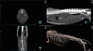 Escáner CT Veterinario Profesional EURVET CT-3, 1 Año de Garantía, Certificado de Alta Precisión, Máquina de Tomografía CBCT para Animales - Product Image 5