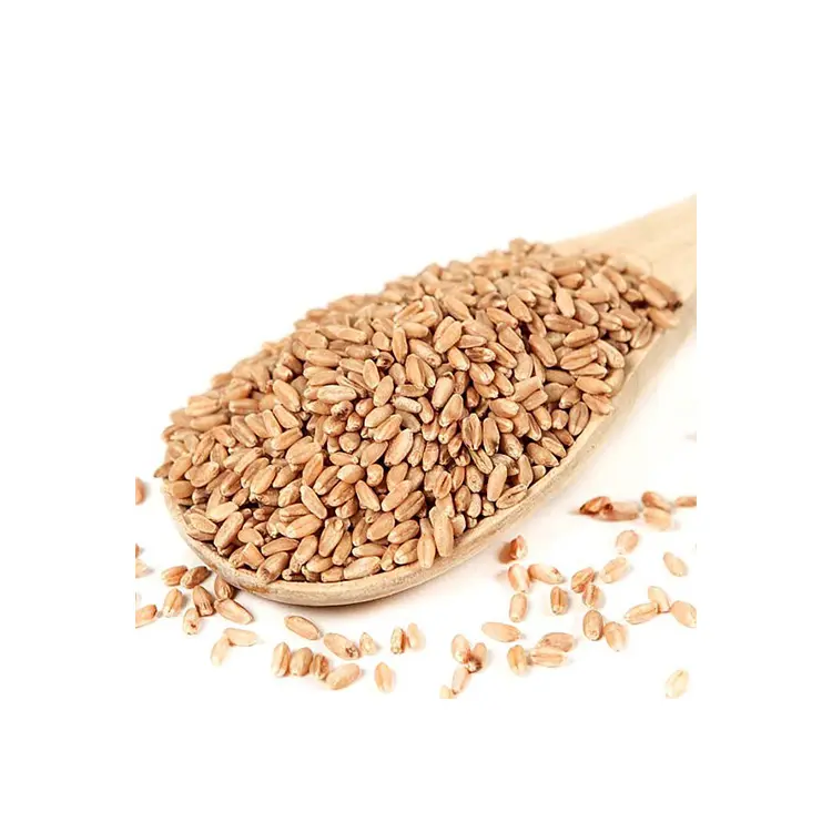 高品質小麦粒有機デュラム小麦粒小麦粒農業