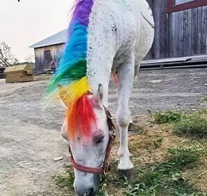 Barra de Tinte Portátil <span class=keywords><strong>para</strong></span> Mascotas, de Venta Caliente, con Diseño de Dibujos Animados, Fórmula No Tóxica, Fácil de Lavar, Sin Residuos, <span class=keywords><strong>para</strong></span> el Cuidado de Mascotas - Product Image 6