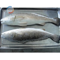 Barramundi entier congelé de culture aquacole chinoise pour les marchés américains