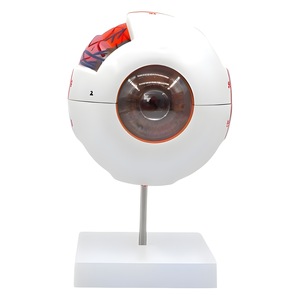 Versión profesional del modelo anatómico del ojo humano, estructura ocular, características faciales, enseñanza de oftalmología - Product Image 5