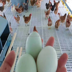 Fabbrica a buon mercato raccolta automatica scatole di nidificazione di pollo nidificazione strati di uova rotolare via uova nido - Product Image 4