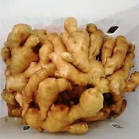 新鲜作物热销中国出口价格150g/200g/250g/1千克中国成熟鲜姜