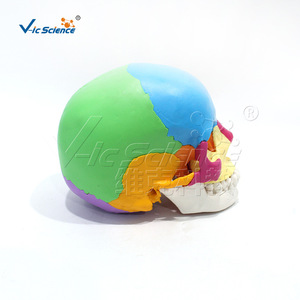 Modèle de crâne humain Vic 190085, modèle anatomique de crâne coloré, 22 composants de crâne colorés - Product Image 2