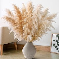 Décoration de mariage bohème en gros, grande plume de pampas séchée, décoration florale, pampas séchée naturelle réelle et préservée pour la décoration