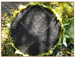 Graines <span class=keywords><strong>de</strong></span> tournesol et <span class=keywords><strong>de</strong></span> <span class=keywords><strong>melon</strong></span> séchées comestibles <span class=keywords><strong>en</strong></span> vrac pour légumes <span class=keywords><strong>en</strong></span> <span class=keywords><strong>pot</strong></span> printemps-été, haute résistance à la sécheresse - Product Image 5