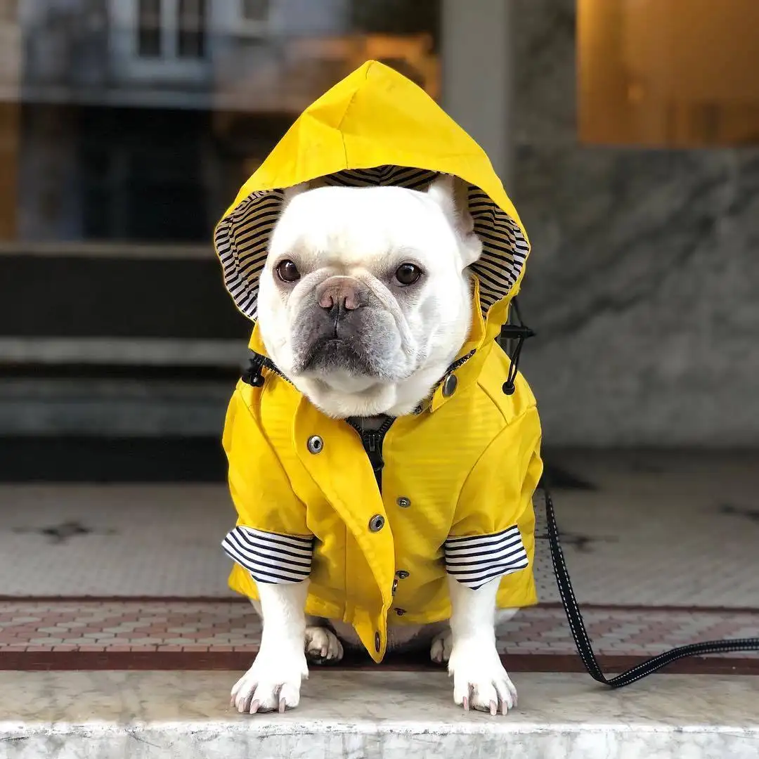 Casaco de cachorro impermeável, casaco com design resistente ao vento para cães, amarelo 5xl