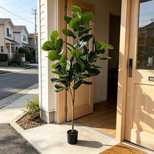 190cm Tall Fiddle-leaf fig – Eco-Friendly Plant for Wedding & Event Decoration - Product Image 4
