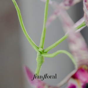 فونغ يان العنكبوت السحلية لمسة كرمة الأوركيد مع أوراق اصطناعية السيمبيديوم شنقا الزهور فالاينوبسيس - Product Image 6